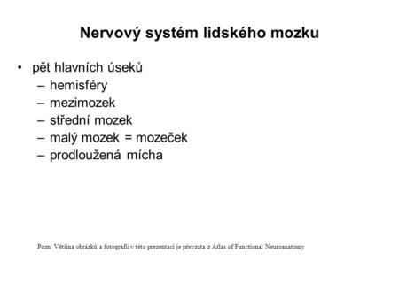 Nervový systém lidského mozku