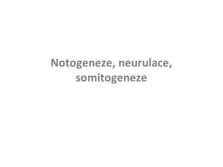 Notogeneze, neurulace, somitogeneze