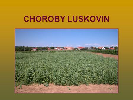 CHOROBY LUSKOVIN.