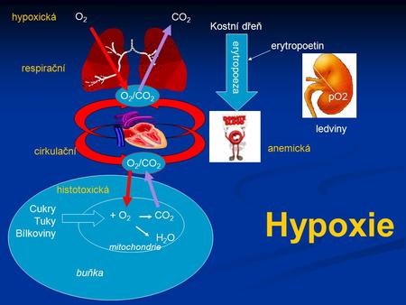 Hypoxie hypoxická O2 CO2 pO2 ledviny erytropoetin Kostní dřeň