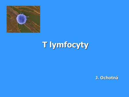 T lymfocyty   J. Ochotná.
