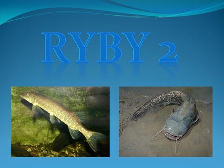 RYBY 2 Ryby 2.