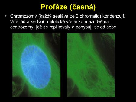 Profáze (časná) Chromozomy (každý sestává ze 2 chromatid) kondenzují. Vně jádra se tvoří mitotické vřeténko mezi dvěma centrozomy, jež se replikovaly a.