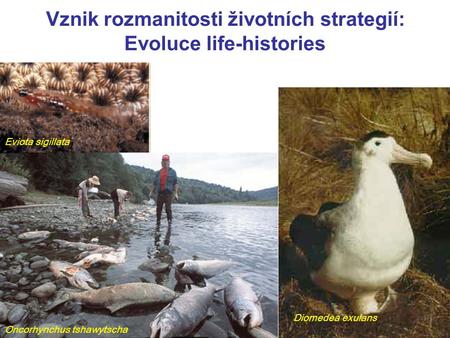 Vznik rozmanitosti životních strategií: Evoluce life-histories