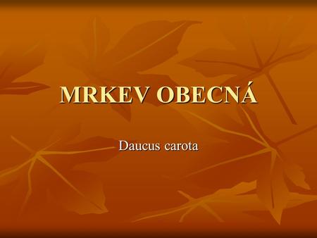 MRKEV OBECNÁ Daucus carota.