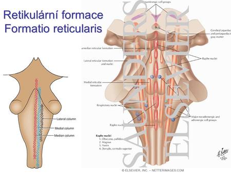 Retikulární formace Formatio reticularis