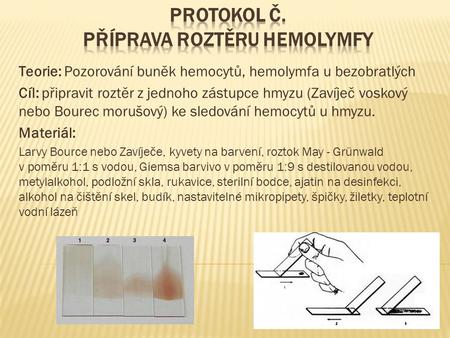 Protokol č. Příprava roztěru hemolymfy