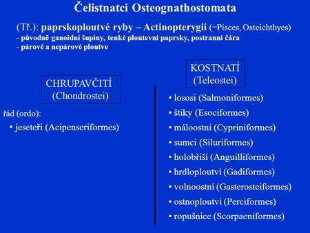 Čelistnatci Osteognathostomata