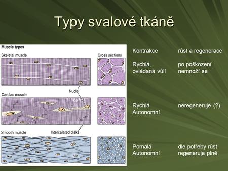 Typy svalové tkáně Kontrakce růst a regenerace Rychlá, po poškození