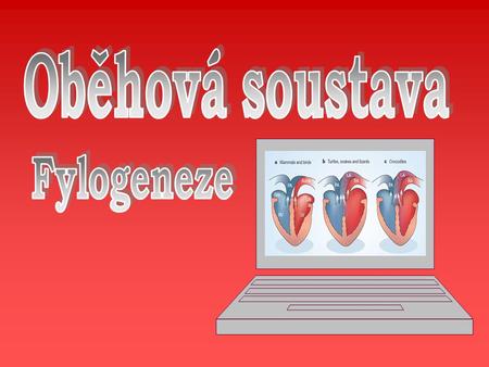 Oběhová soustava Fylogeneze.