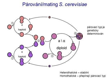 Párování/mating S. cerevisiae