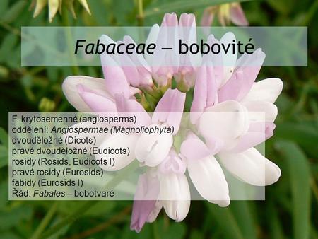 Fabaceae – bobovité F. krytosemenné (angiosperms)