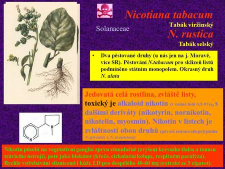 Nicotiana tabacum Tabák viržinský Dva pěstované druhy (u nás jen na j. Moravě, více SR). Pěstování N.tabacum pro sklizeň listů podmíněno státním monopolem.