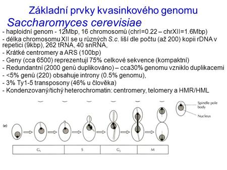 Saccharomyces cerevisiae