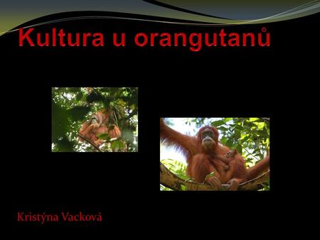 Kultura u orangutanů Kristýna Vacková.