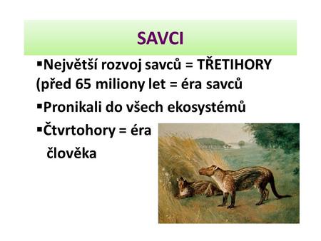 SAVCI Největší rozvoj savců = TŘETIHORY (před 65 miliony let = éra savců Pronikali do všech ekosystémů Čtvrtohory = éra člověka.
