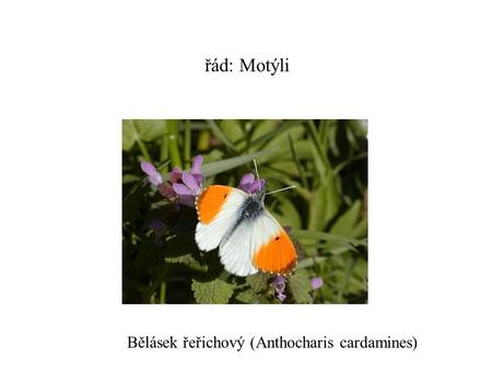 Řád: Motýli Bělásek řeřichový (Anthocharis cardamines)