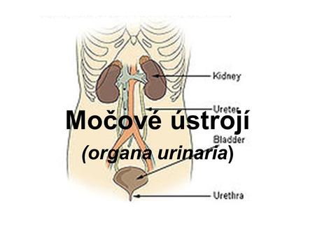 Močové ústrojí (organa urinaria).