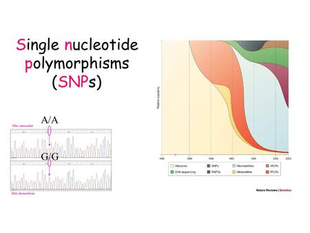 Single nucleotide polymorphisms (SNPs)