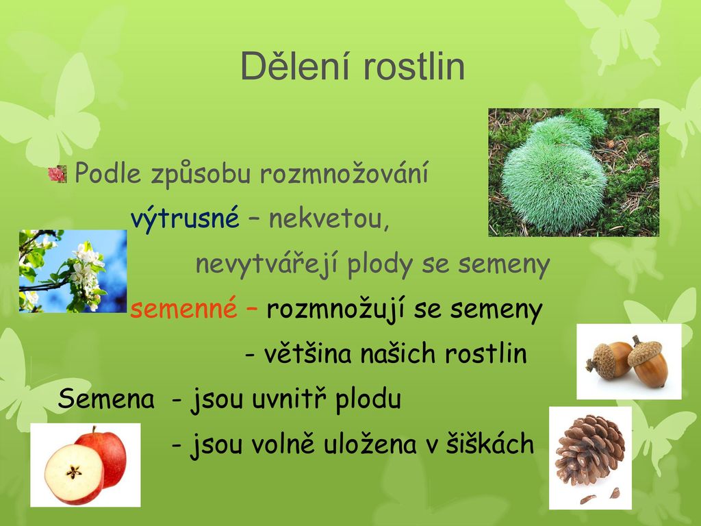 Dělení rostlin Podle způsobu rozmnožování výtrusné – nekvetou, - ppt  stáhnout