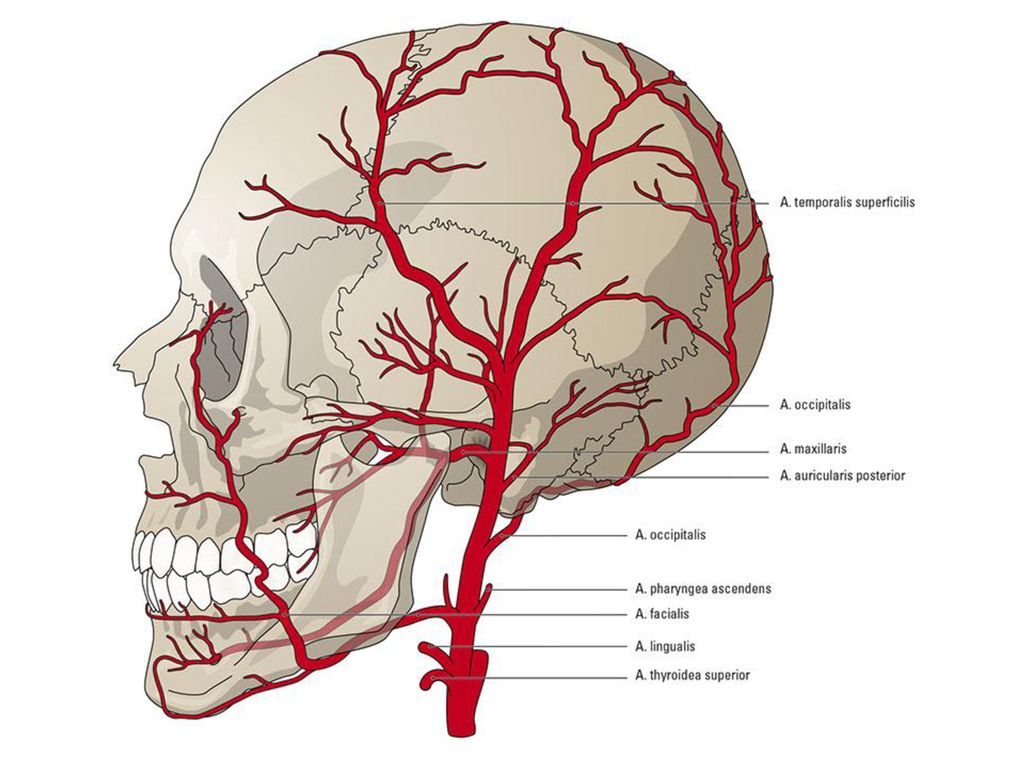 Сонные артерии на лице. Затылочная артерия ветв. Кровоснабжение наружной сонной артерии. Ветви затылочной артерии анатомия. Поверхностная височная артерия схема.