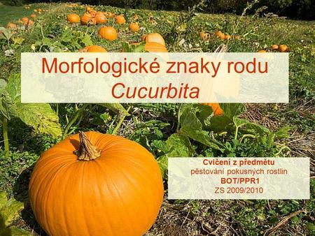 Morfologické znaky rodu Cucurbita Cvičení z předmětu pěstování pokusných rostlin BOT/PPR1 ZS 2009/2010.