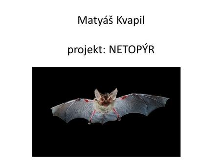 Matyáš Kvapil projekt: NETOPÝR