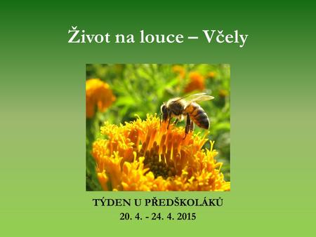 Život na louce – Včely TÝDEN U PŘEDŠKOLÁKŮ 20. 4. - 24. 4. 2015.