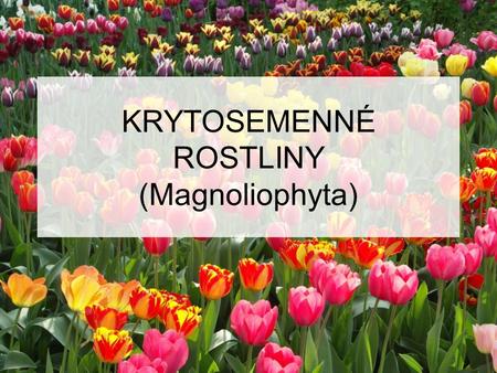 KRYTOSEMENNÉ ROSTLINY (Magnoliophyta)