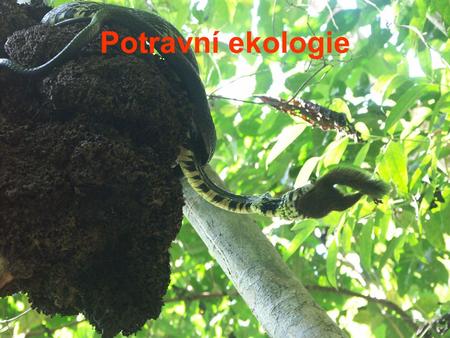 Potravní ekologie.