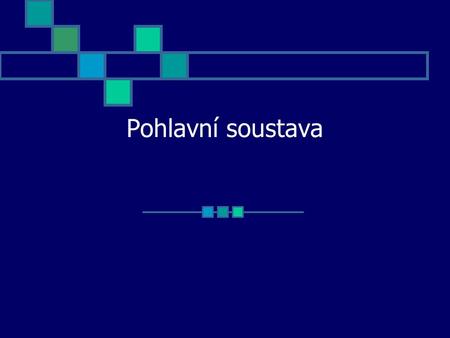 Pohlavní soustava.