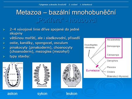 Metazoa – bazální mnohobuněční „Porifera“ - houbovci