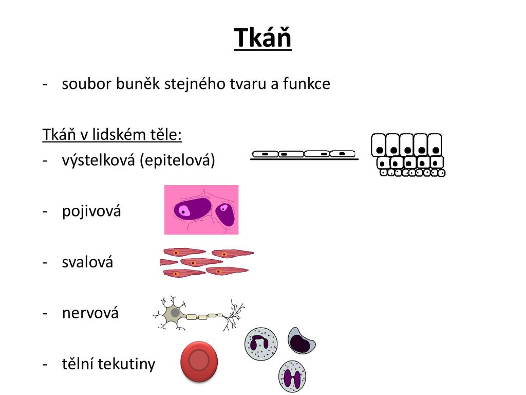 Co to je tkáň?