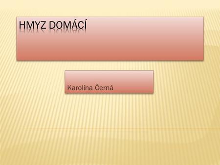 Hmyz domácí Karolína Černá.