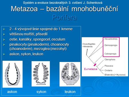 Metazoa – bazální mnohobuněční Porifera