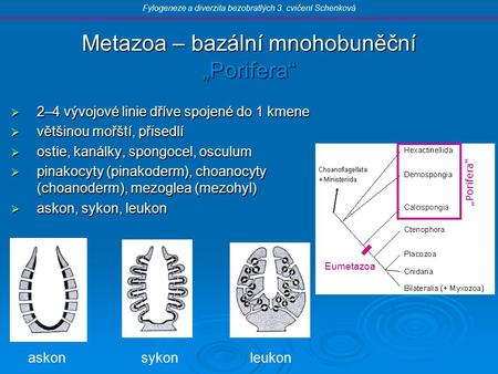 Metazoa – bazální mnohobuněční „Porifera“