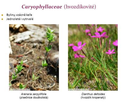 Caryophyllaceae (hvozdíkovité)
