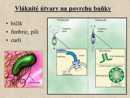 Vláknité útvary na povrchu buňky