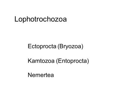 Lophotrochozoa Ectoprocta (Bryozoa) Kamtozoa (Entoprocta) Nemertea