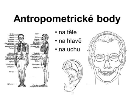 Antropometrické body na těle na hlavě na uchu.