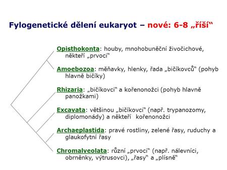 Fylogenetické dělení eukaryot – nové: 6-8 „říší“
