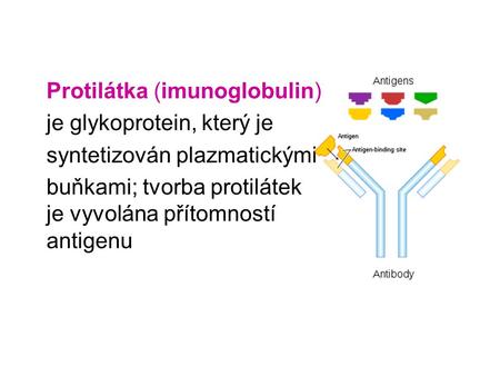 Protilátka (imunoglobulin)