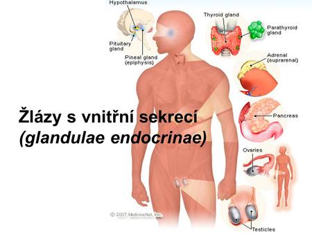 Žlázy s vnitřní sekrecí (glandulae endocrinae)