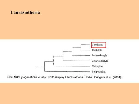 Laurasiotheria.