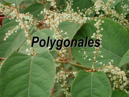 Polygonales.