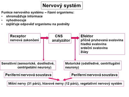 Nervový systém Receptor CNS analyzátor Efektor