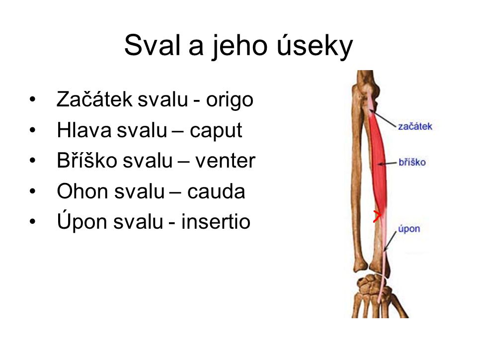 Co to je úpon svalů?