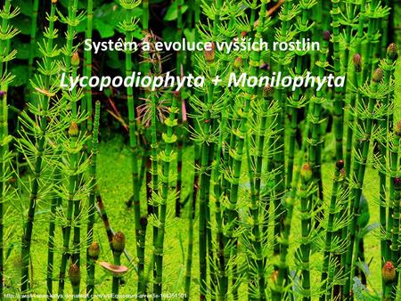 Systém a evoluce vyšších rostlin Lycopodiophyta + Monilophyta