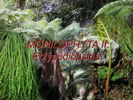 MONILOPHYTA II: Polypodiopsida.