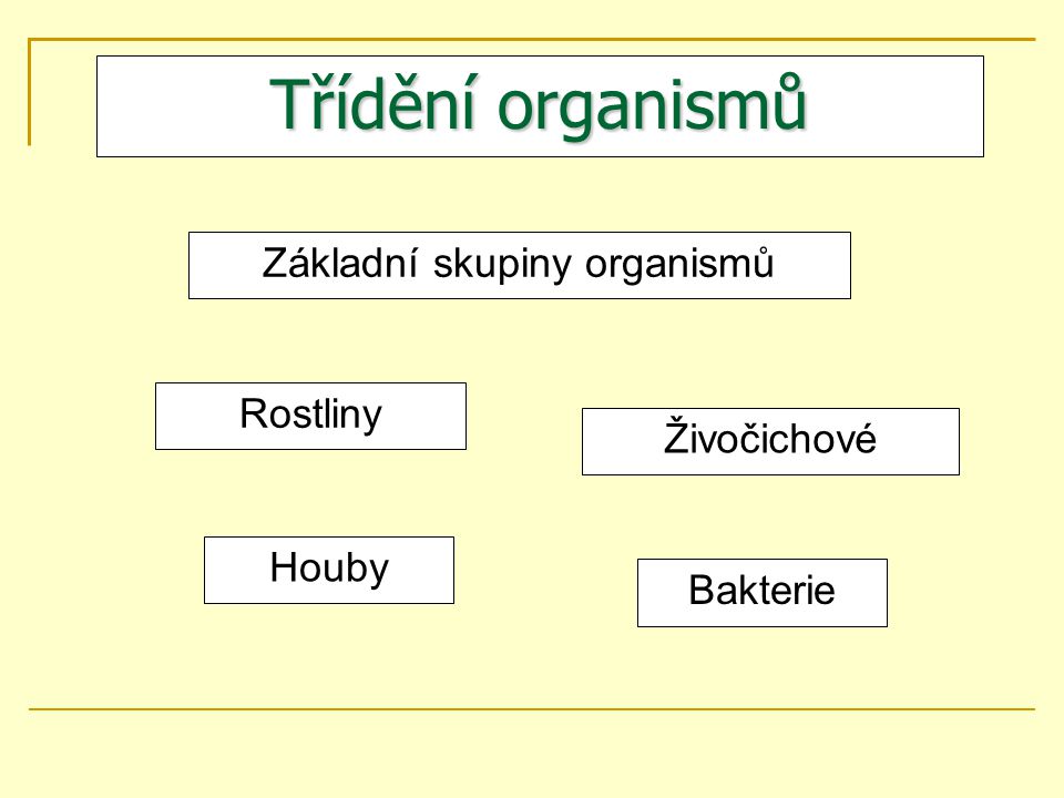 Jaké jsou základní skupiny organismů?